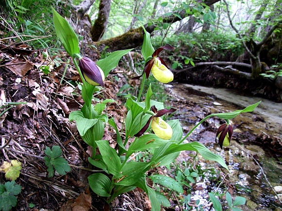 Cypripedium calceolus / Scarpetta di Venere